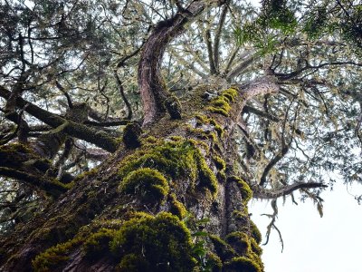 Exposition-Jeu : "Arborescence''