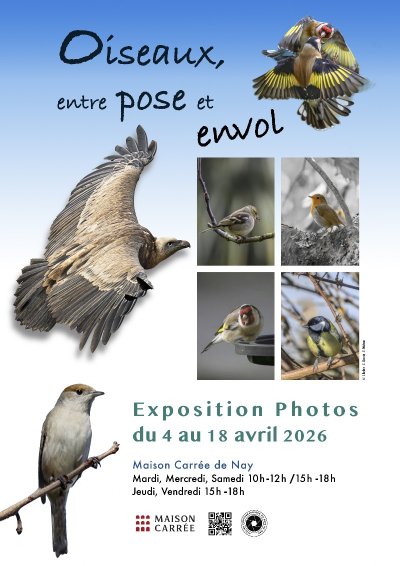 Oiseaux, entre pose et envol