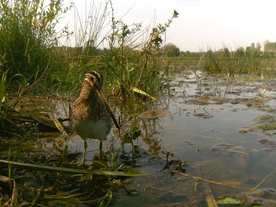 Concours photo : "Les oiseaux de l'Armançon"