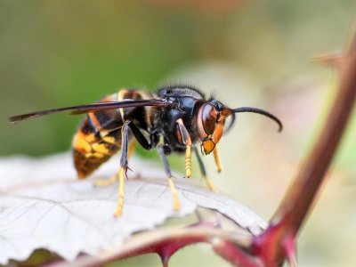 Conférence « Le frelon asiatique et ses conséquences »