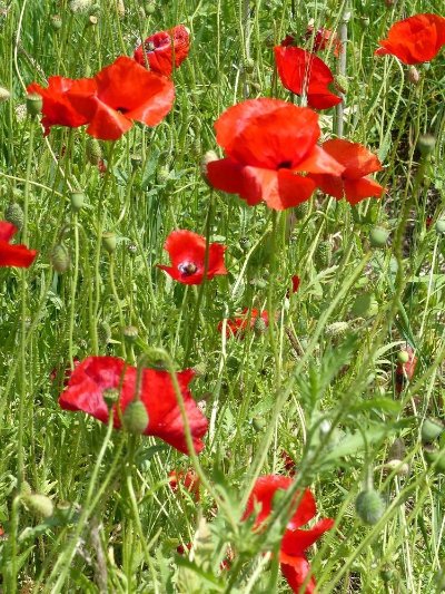 Balade nature : les plantes en chemin