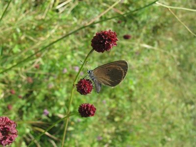 Entre plantes, oiseaux & papillons
