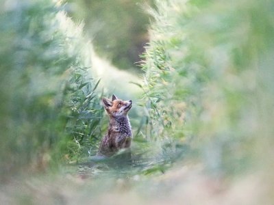 Activités agricoles & biodiversité - Conférences et expositions