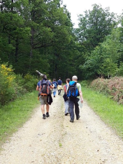 Initiation aux chants d'oiseaux