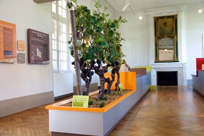 Ecomusée de la vigne et du vin