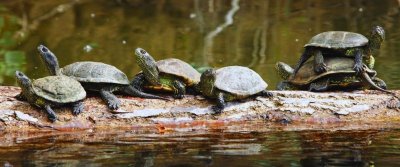 Printemps de la biodiversité - A la rencontre des cistudes et autres reptiles