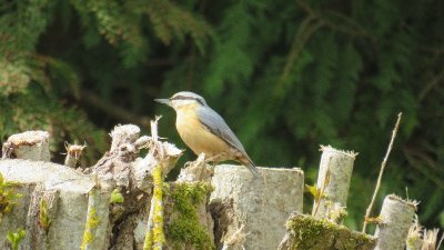 Activités naturalistes : sortie à l'île Navière-île de Chaillac