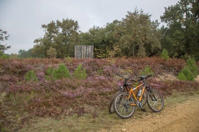 La Forêt d'Art Contemporain : Aux impétueuses manoeuvres de l'imprévu, oeuvre n°02
