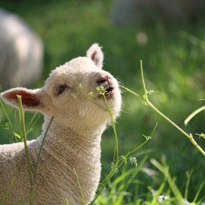 Château Boutinet - Balade en ferme