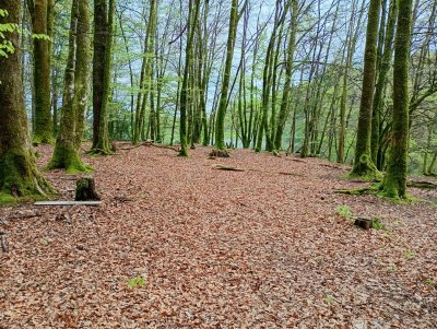 Sophrobalade, un moment privilégié au cœur de la Nature !