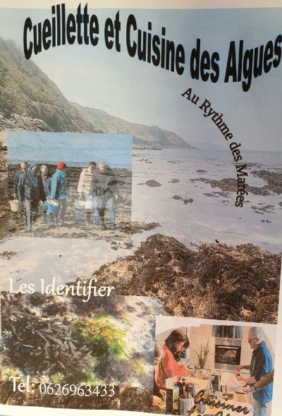 Cueillette, cuisine et dégustation des algues