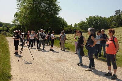 Sortie ornithologique grand public