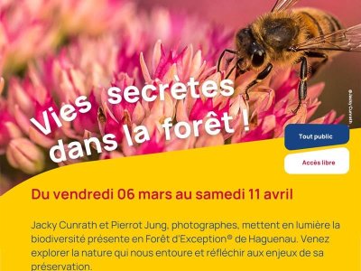 Vies secrètes dans la forêt !