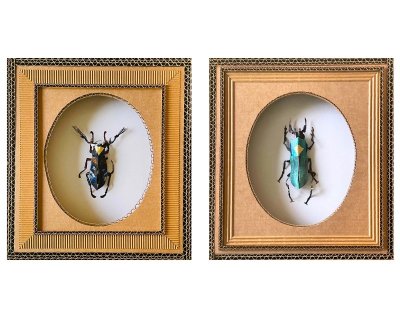 EXPOSITION « LES INSECTES » D’HÉLÈNE LACQUEMENT