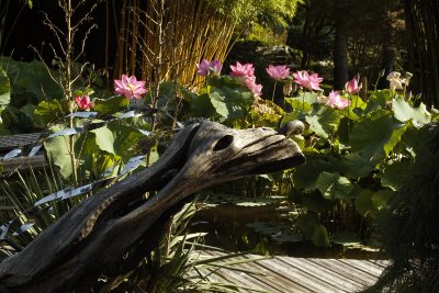 Le jardin aquatique d'Acorus
