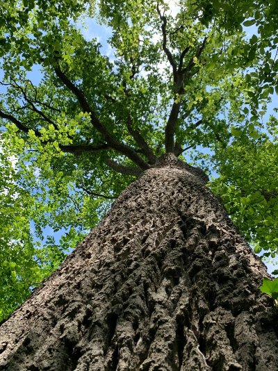 Sortie nature  Arbres et humains : vivants et reliés