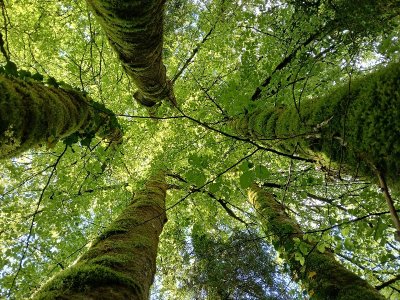 Catherine Bollengier - Sylvothérapie