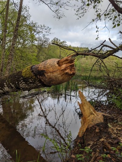 Balade nature : Sur les traces du Castor au lac de Chamboux, Jeudi 16 avril