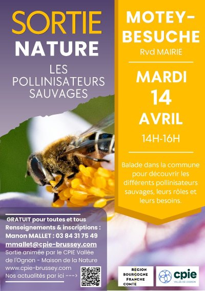 Sortie nature : Les pollinisateurs sauvages