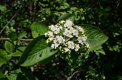 Randonnée : quel est donc cet arbre ?