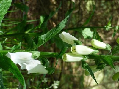 Sortir en nature sauvage proche de chez soi