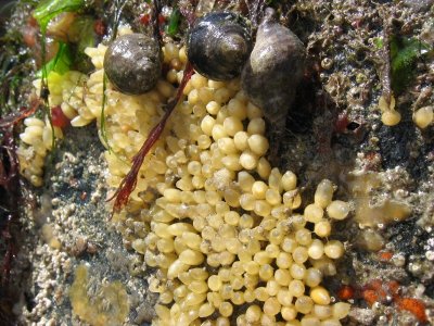 Coquillages et crustacés