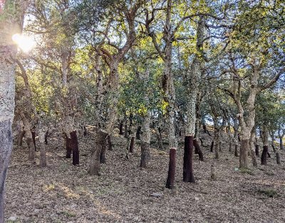 RANDONNEE "FLORE DES ALBERES"