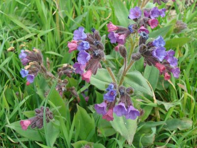 Herborisation printanière