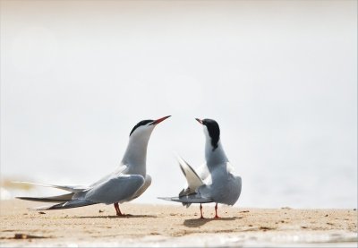 Atelier nature de 3 à 6 ans : Nos amies les sternes