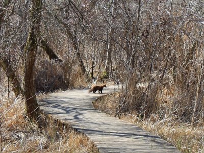 Marais de Bonnefont "Les arbres et leur santé"