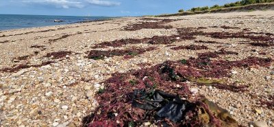 Les laisses de mer et leurs trésors à Donville-les-Bains