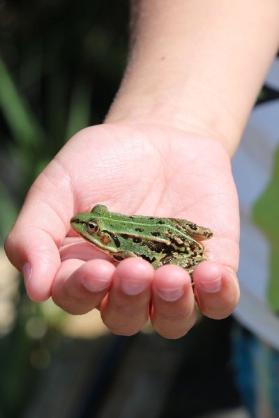 Sortie nature : Grenouilles et Cie