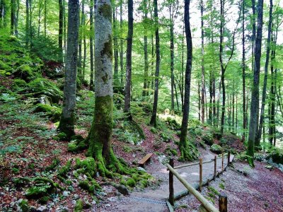 L'ABC DU HAUT-MINERVOIS - ANIMATION FORETS
