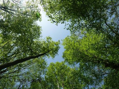 Sorties sylvatiques en forêt de parroy