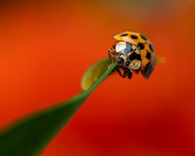 Incroyables insectes