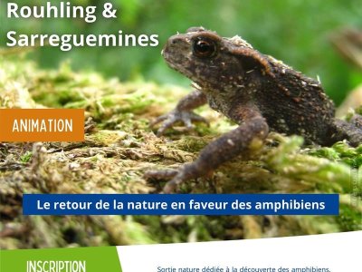 Sortie nature - Le retour de la nature en faveur des amphibiens