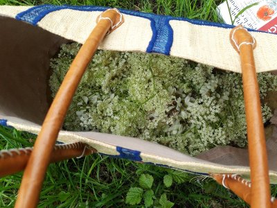 Plantes sauvages comestibles