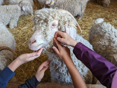 Visite à la ferme des p’tits bergers