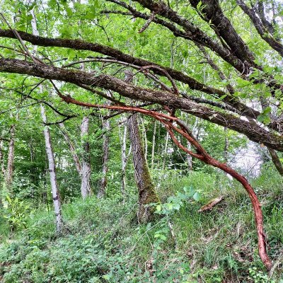 L'art dans la Nature, SculpTour : vernissage