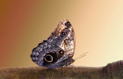 Atelier découverte de la macrophotographie
