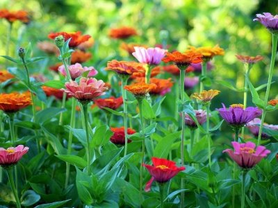 Marché aux fleurs & Bal de Printemps