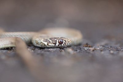 Les orchidées de la Vallée du Pressoir