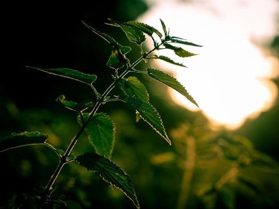 Découverte des plantes du printemps