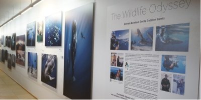 Exposition The Wildlife Odyssey, une immersion photographique au cœur des océans