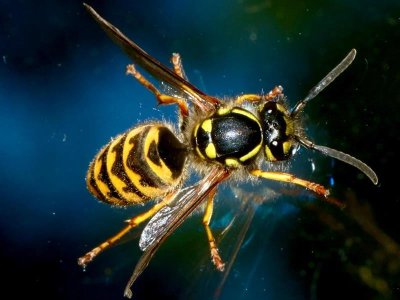 Conférence sur le frelon asiatique