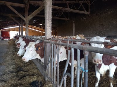 Oh la vache ! Visite d'une exploitation fromagère familiale