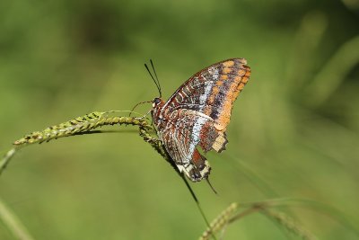 À la découverte des papillons à Miramas