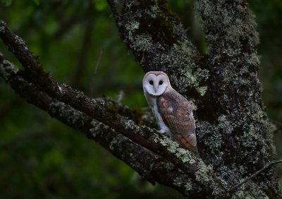 Nuit de la Chouette et Marché de Producteurs à Chenaud