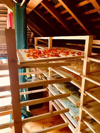 Balade botanique et repas "Les Plantes Sauvages Comestibles"