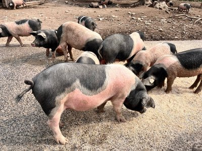 Randonnée gourmande